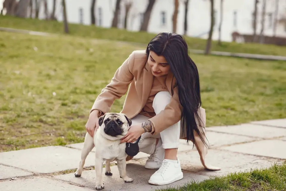 Dog walking with an owner