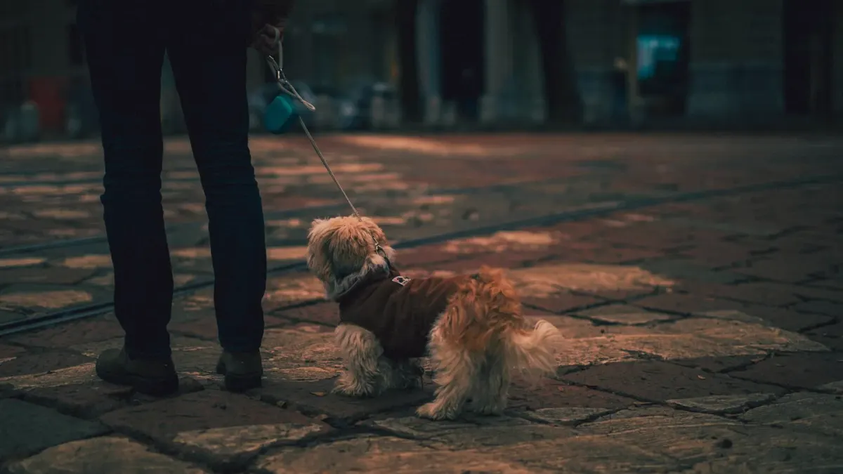 Dog walking with an owner