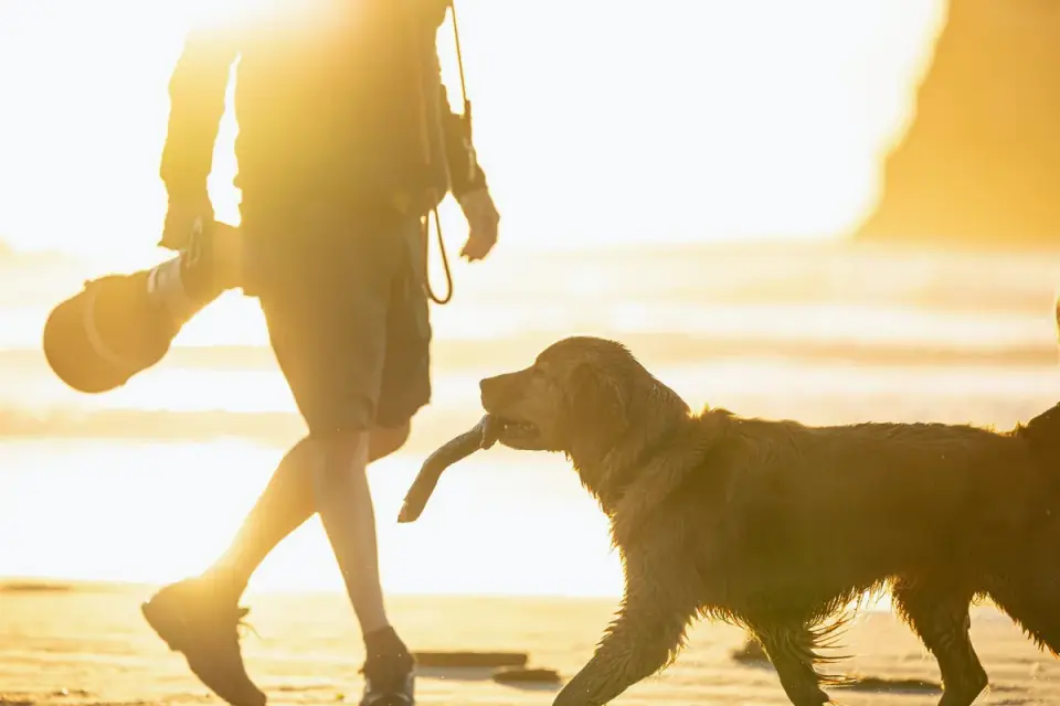 Dog walking with an owner