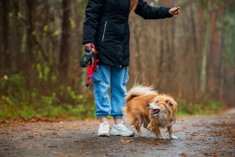 Dog walking with an owner