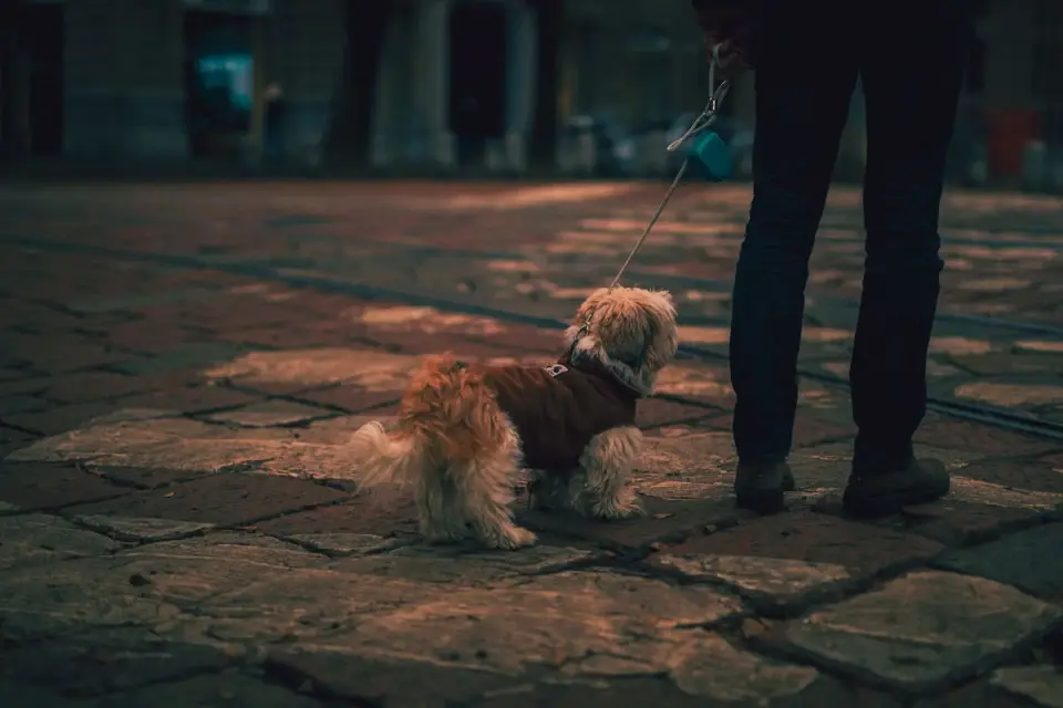Dog walking with an owner