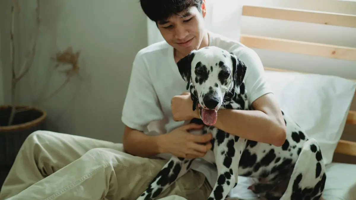 Dog walking with an owner