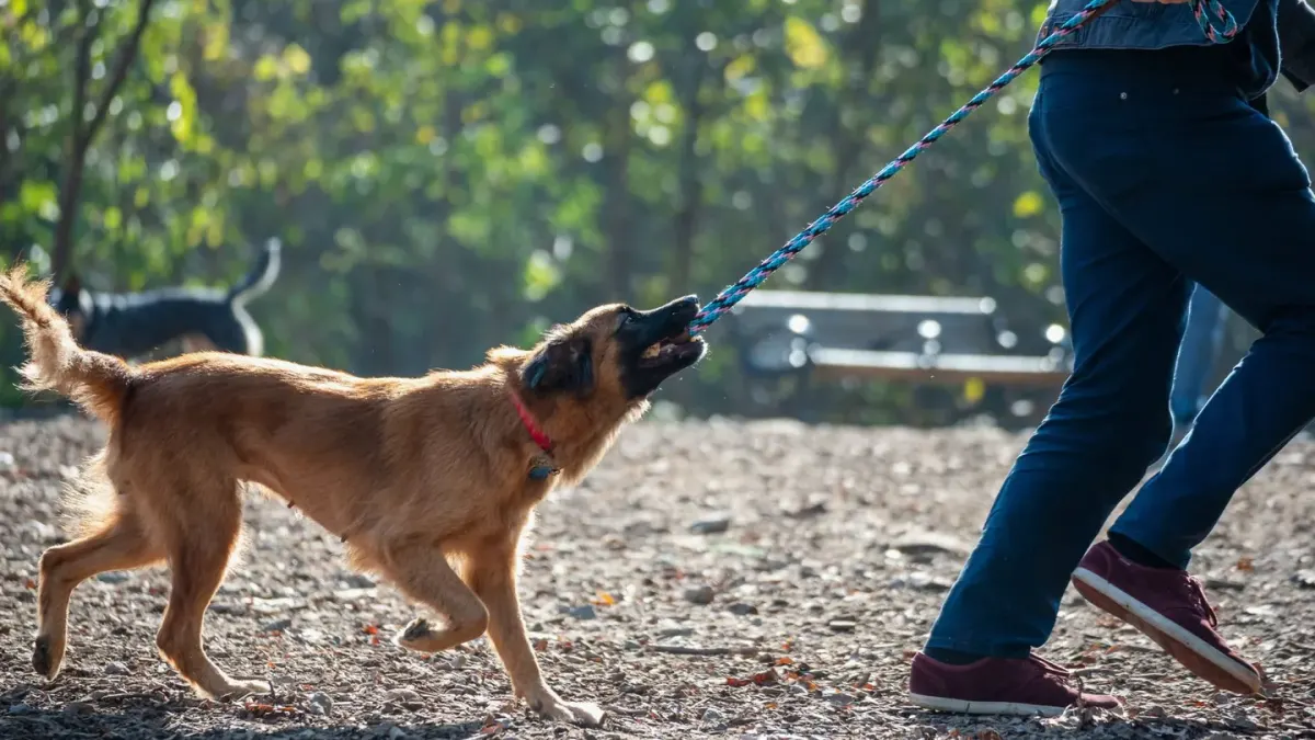 Dog walking with an owner