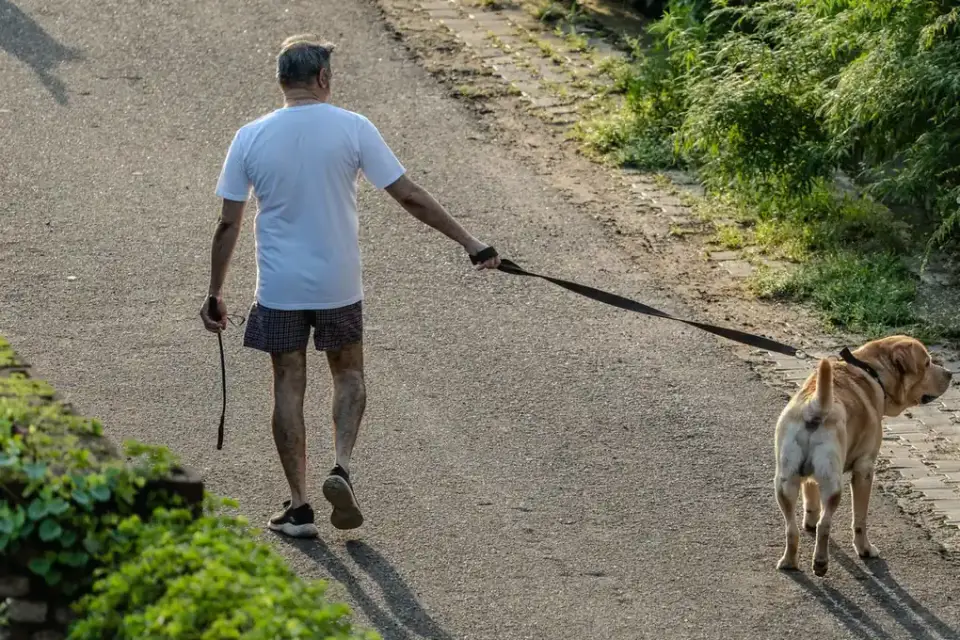 Dog walking with an owner