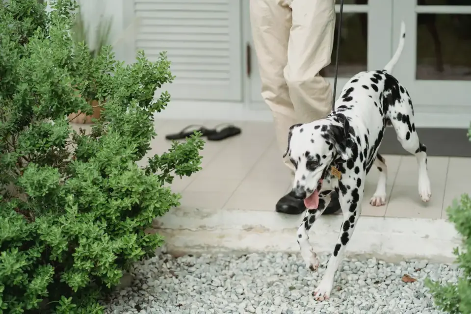 Dog walking with an owner