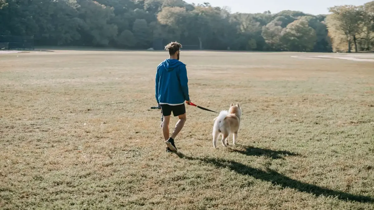 Dog walking with an owner