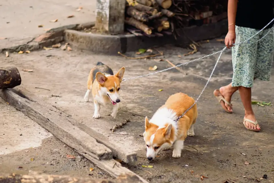Dog walking with an owner