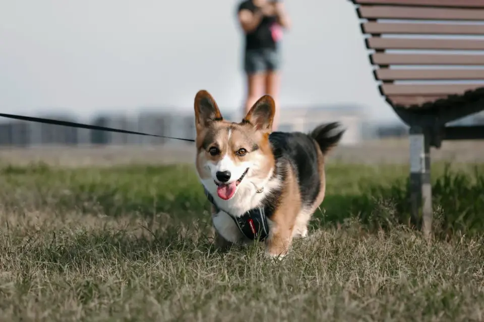 Dog walking with an owner