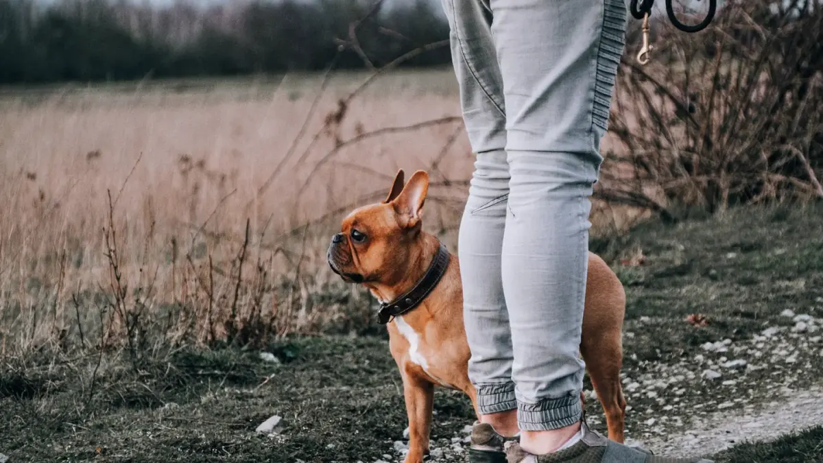 Dog walking with an owner