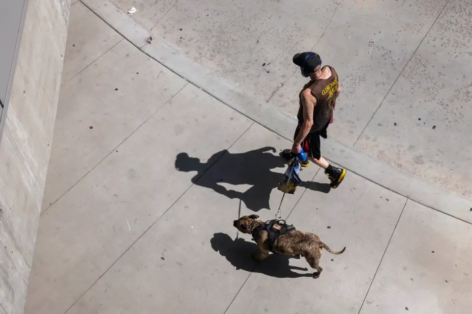 Dog walking with an owner