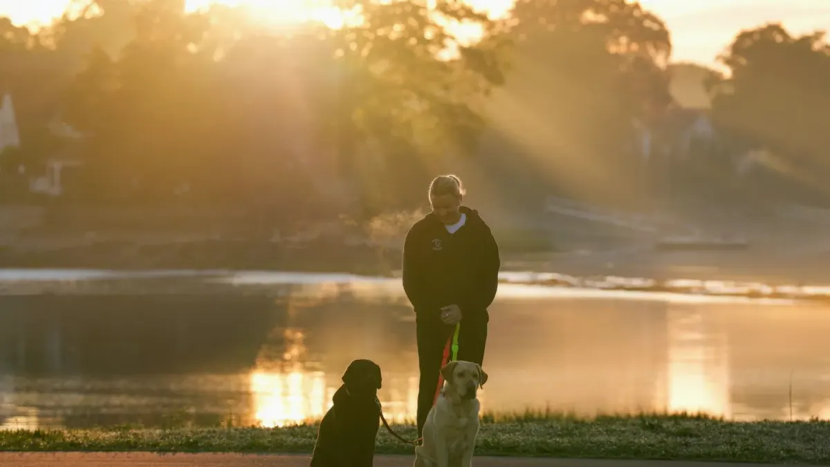 Dog walking with an owner