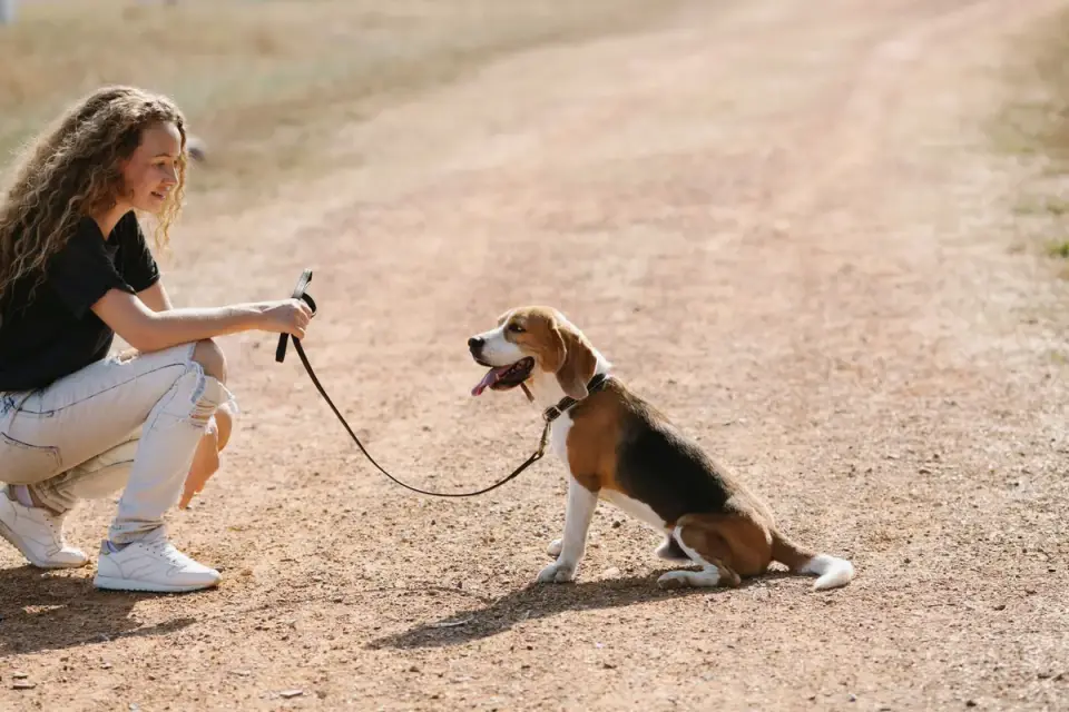 Dog walking with an owner