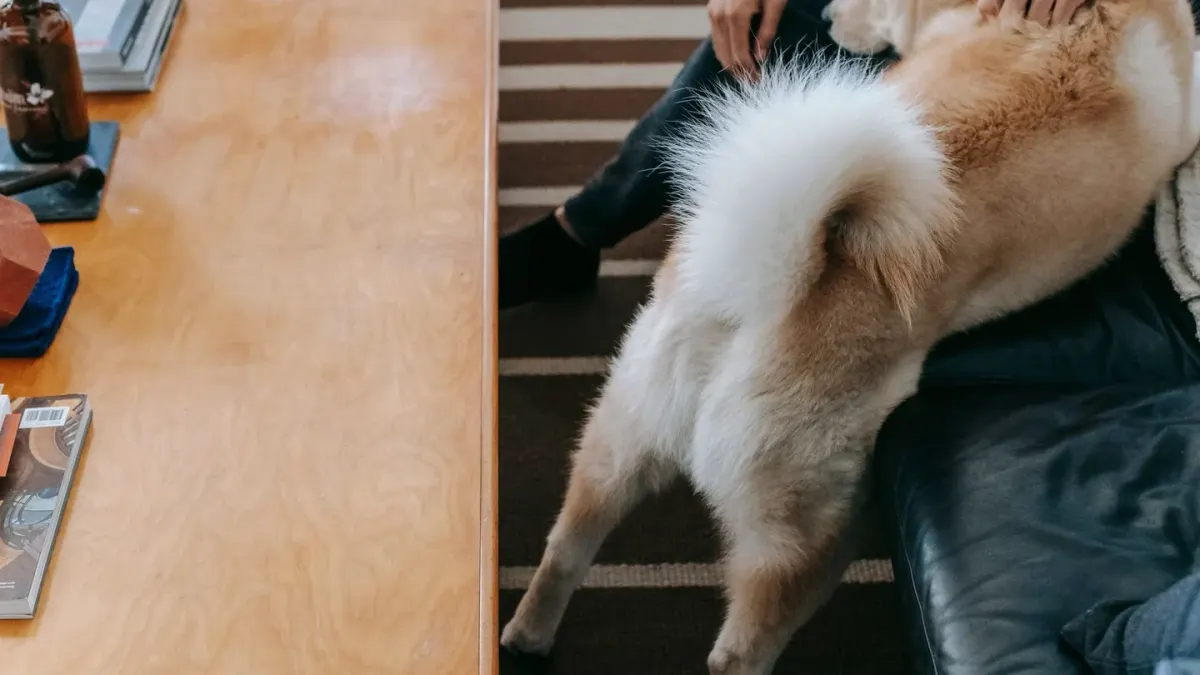 Dog with an owner at home