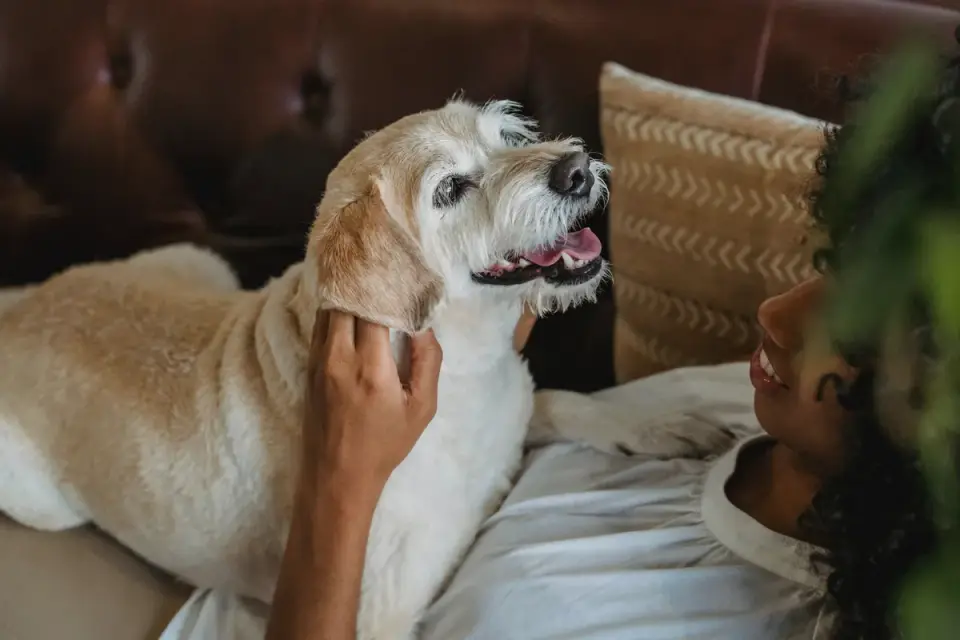 Dog with an owner at home