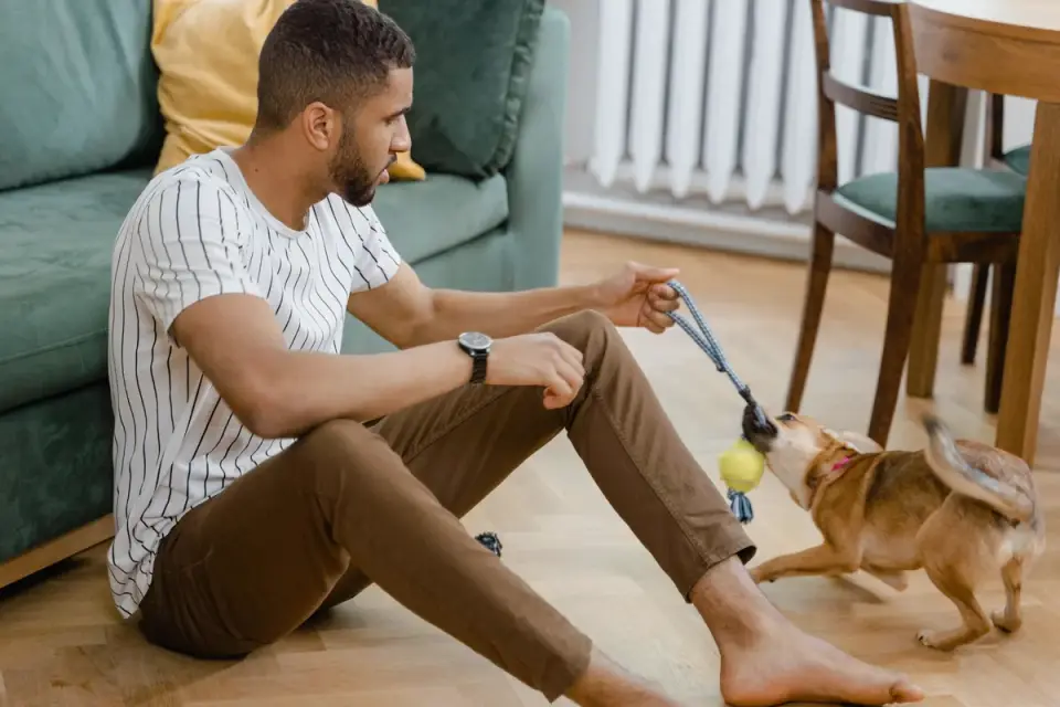 Dog with an owner at home