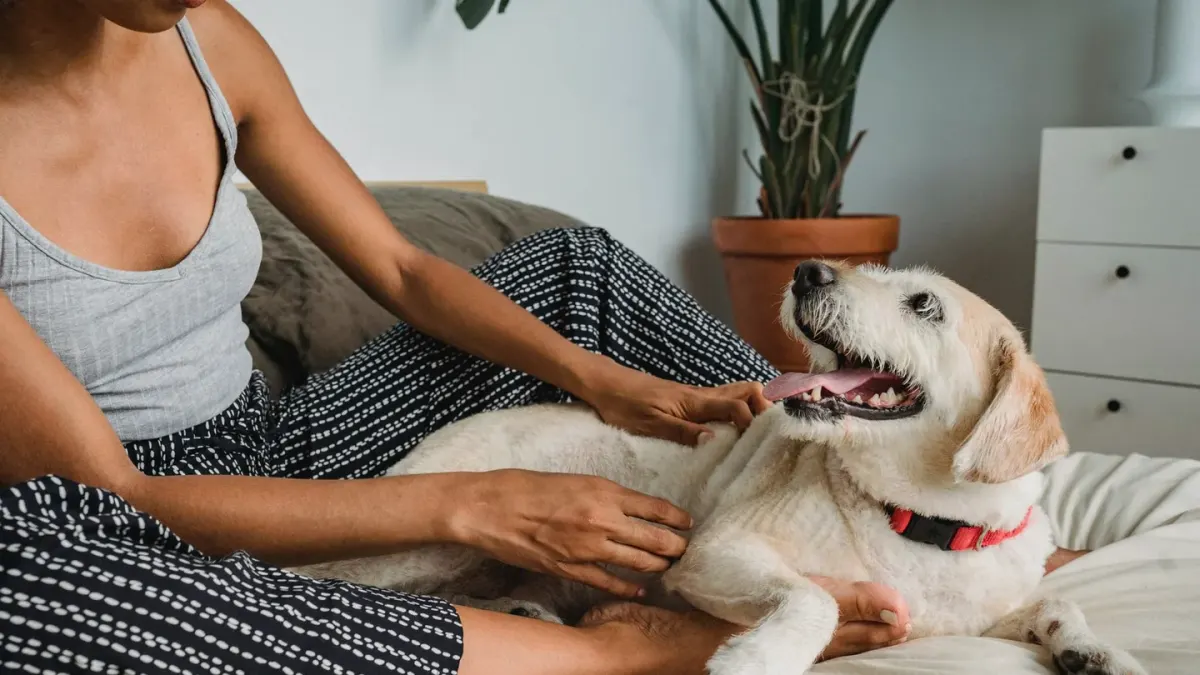 Dog with an owner at home