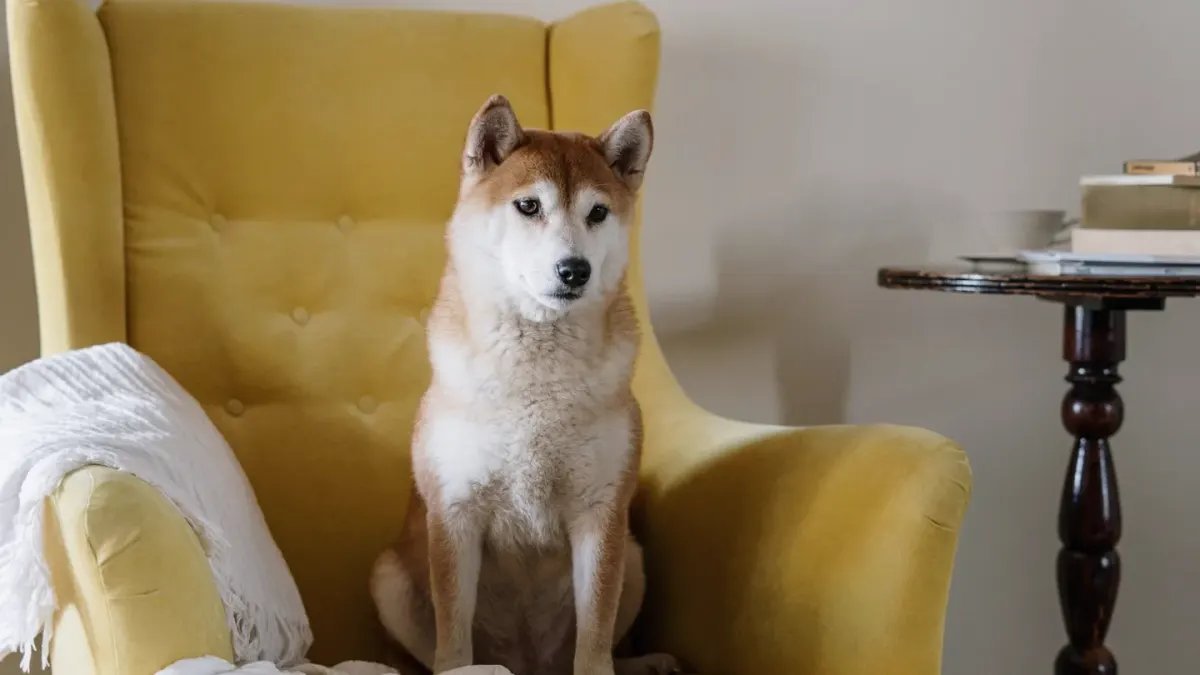 Dog with an owner at home