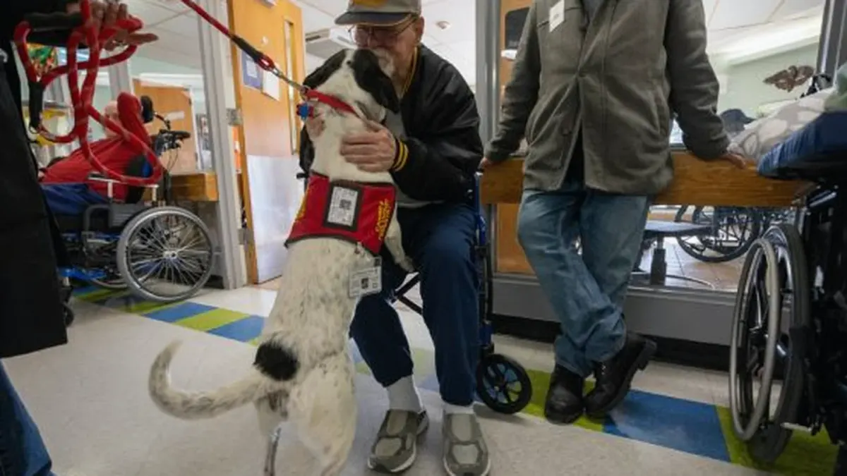 Dog with an owner at home
