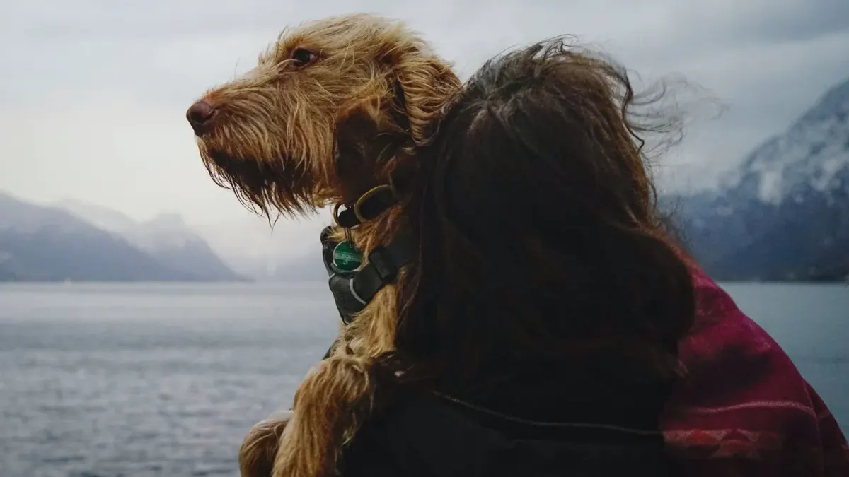Dog with an owner at home