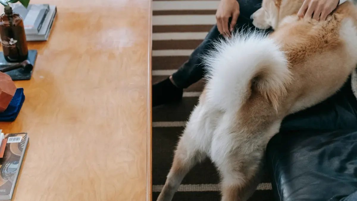 Dog with an owner at home