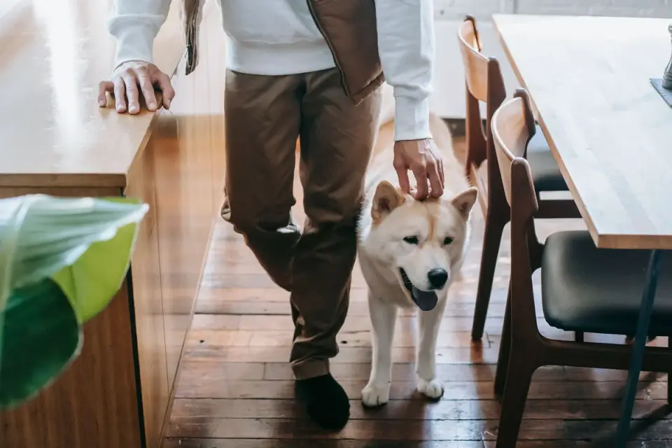 Dog with an owner at home