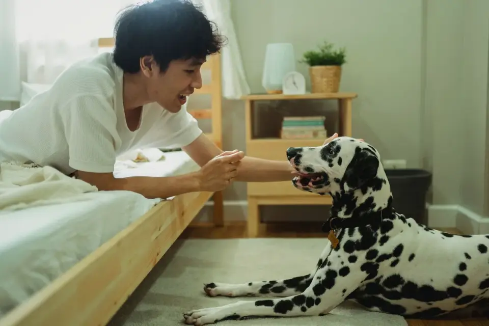 Dog with an owner at home
