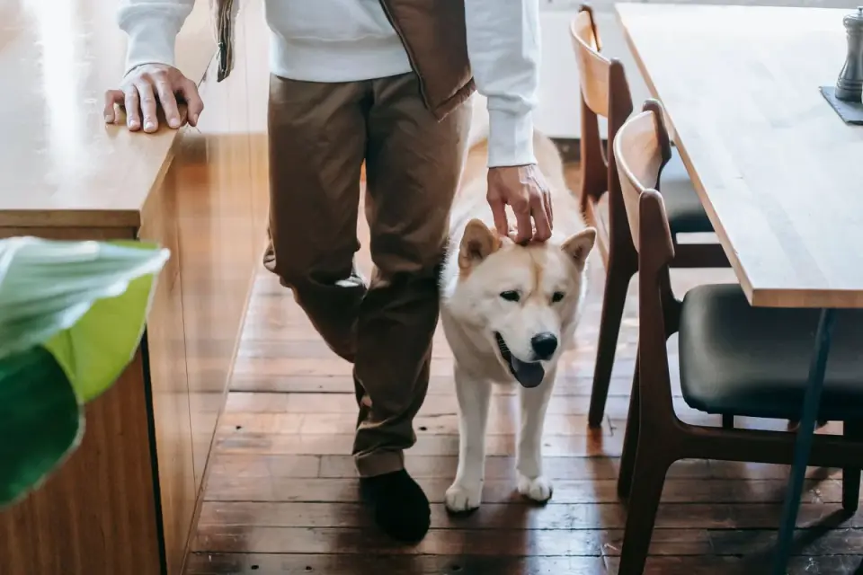 Dog with an owner at home
