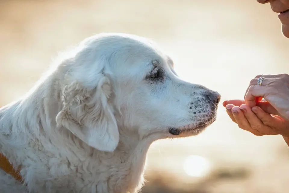 Owner handing a soft chew supplement to a senior dog in a kitchen