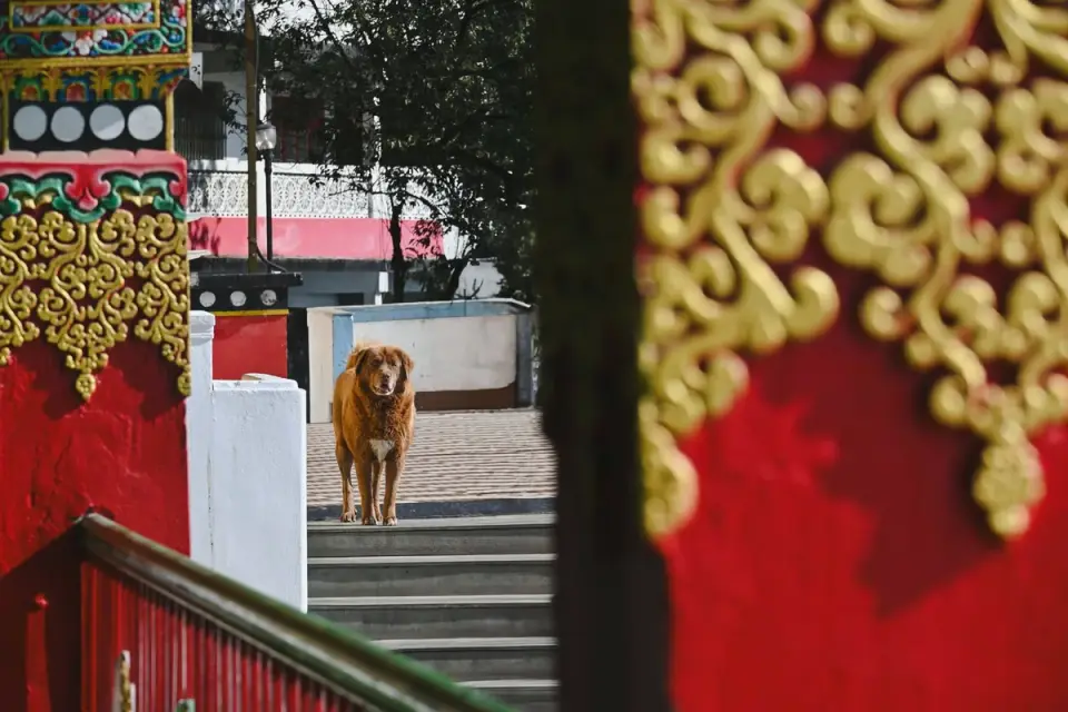 Owner watching their dog carefully climb a set of stairs