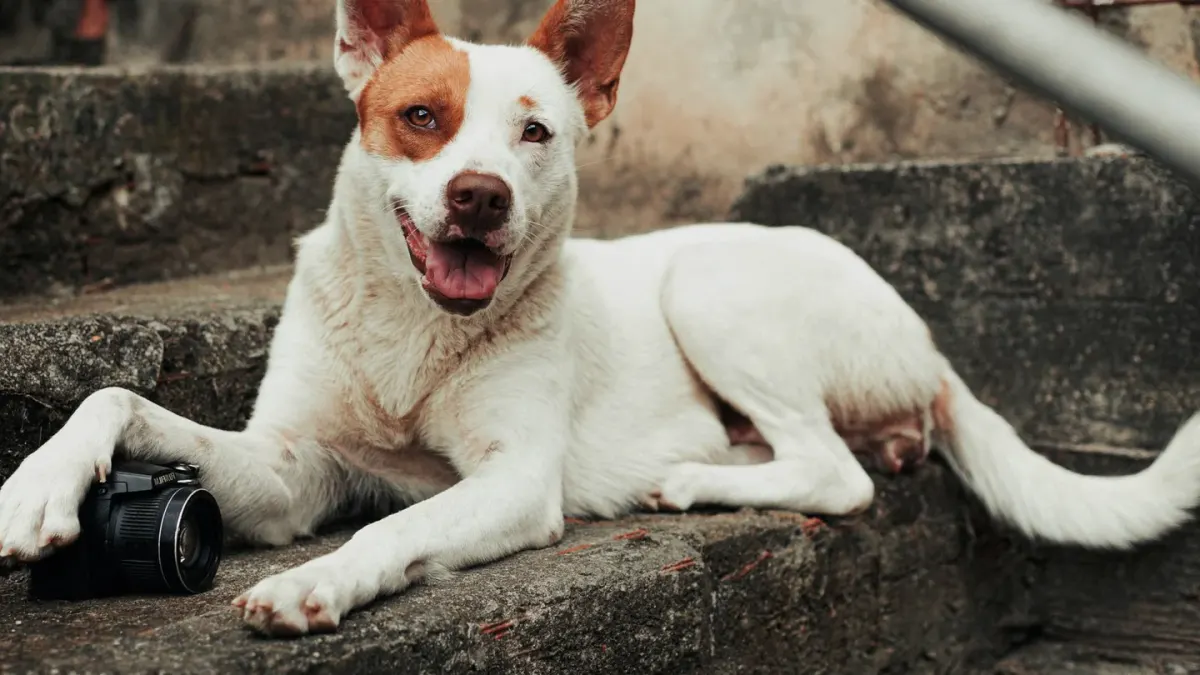 Senior dog standing at the bottom of a staircase, hesitating before climbing