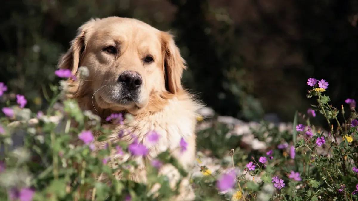Senior golden retriever lying calmly on a porch