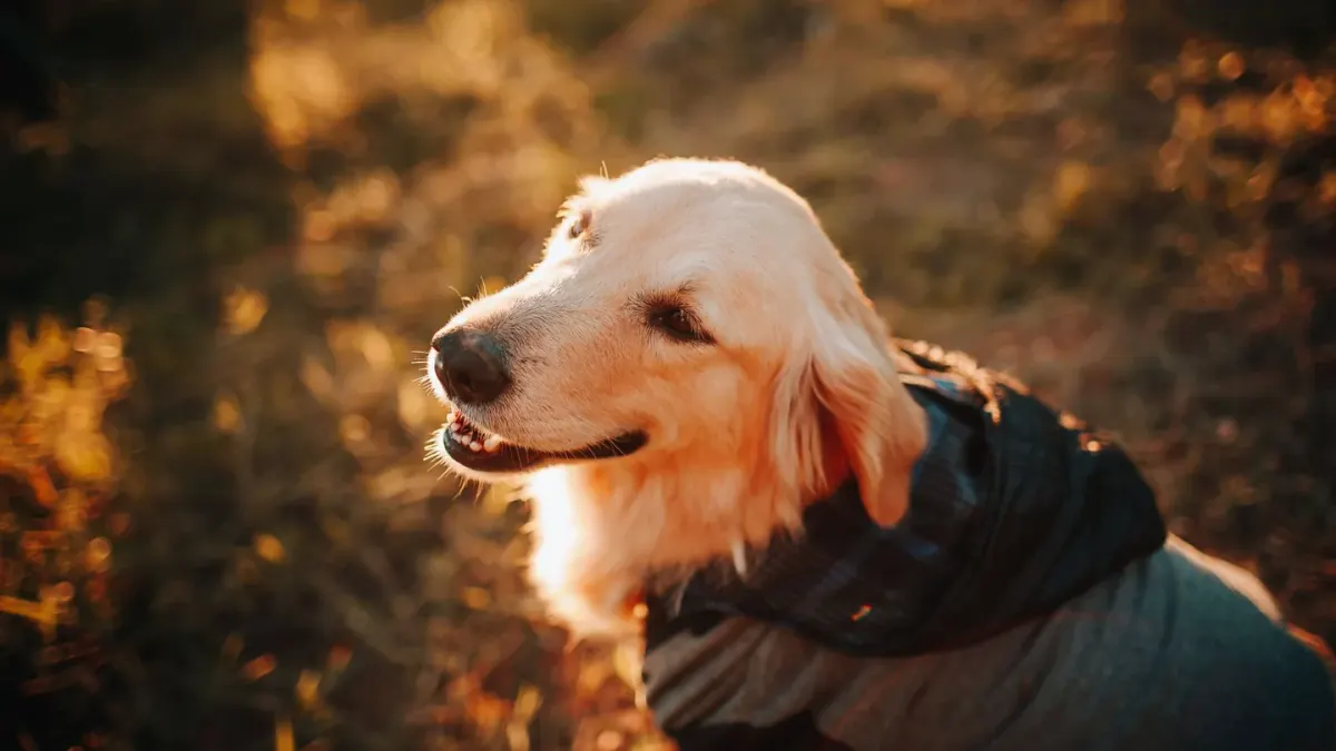Senior golden retriever lying calmly on a wooden porch
