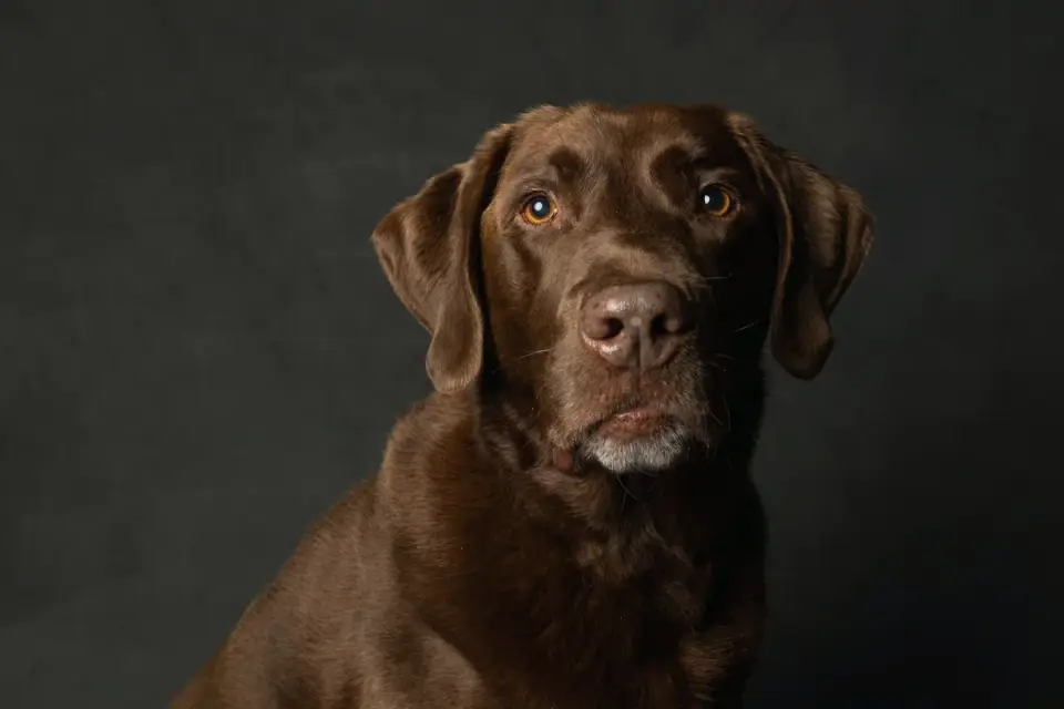 Senior Labrador retriever pausing on a staircase