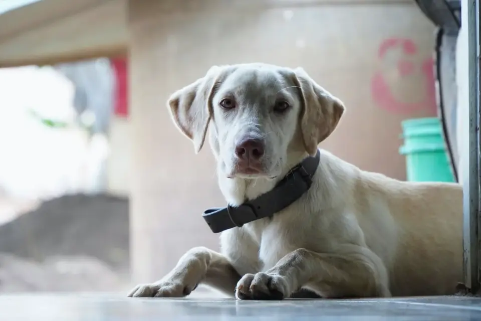 Senior Labrador retriever rising slowly from a tile floor