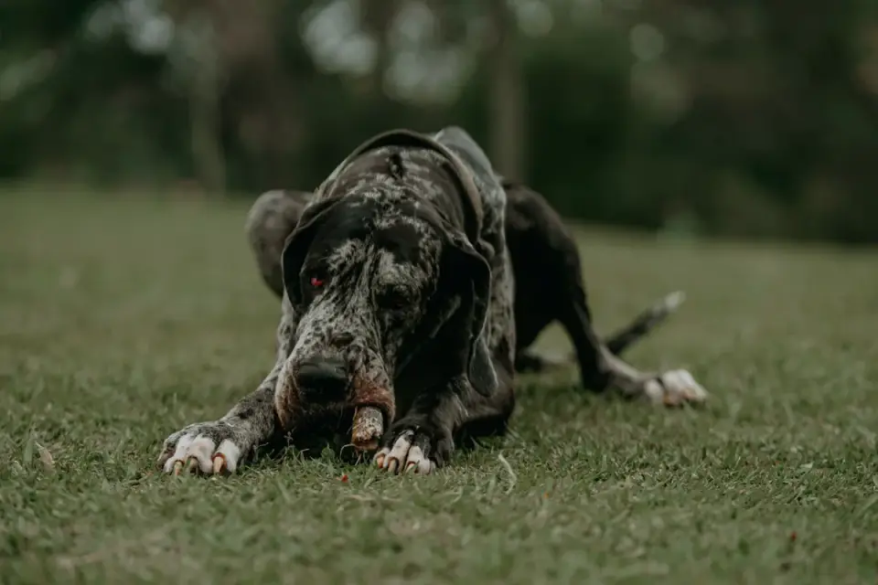 Veterinarian gently checking a large senior dog&#x27;s hind leg during an exam